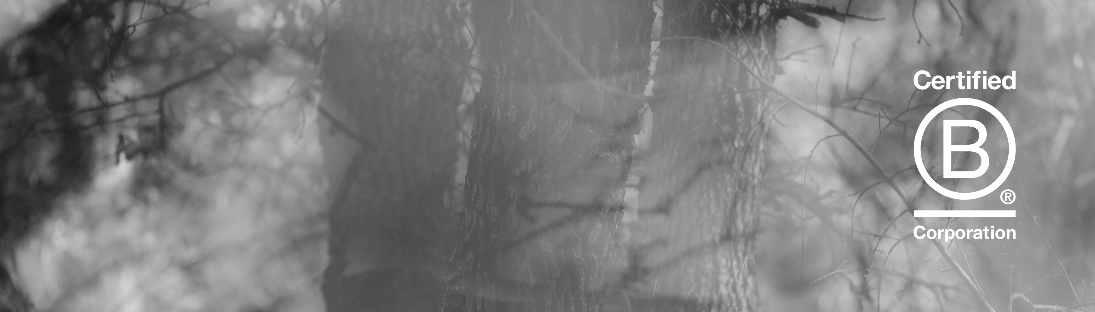 bcorp forest banner
